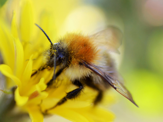 Пчеловоды и аграрии Липецкой области объединились для спасения пчёл