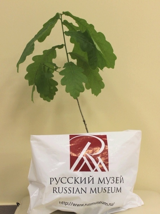 В Калининграде высадят росток 300-летнего дуба с именем «Петруша»