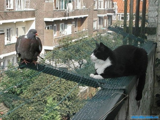В Сорочинске кошатники воюют с голубятниками