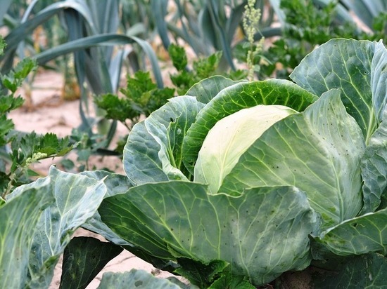 Идеальный овощ: капуста выступает против диабета 2-го типа