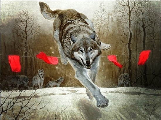 Убить волка, чтобы убить лося: правительство платит «спортсменам» и любителям