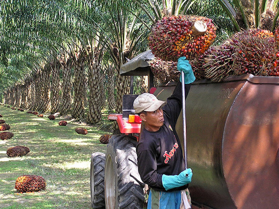 Граждане РК подвергаются ежедневному риску, употребляя пальмовое масло