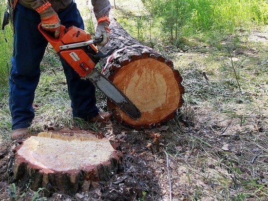 В Хакасии «черные лесорубы» вырубают кедр в Таштыпском районе