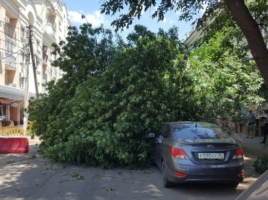   В Астрахани на проезжую часть рухнуло огромное дерево