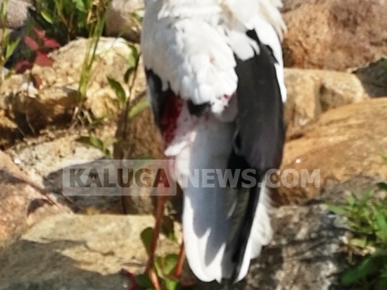 В калужском зоопарке объяснили возникновение кровоподтеков на птицах