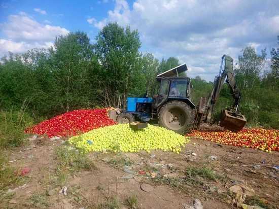 Более 35 тонн яблок уничтожили в Псковской области