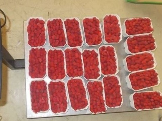 На границе в Мамоново у жителей области изъяли 212 кг ягод и зелени