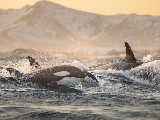 По делу о «китовой тюрьме» сочинский дельфинарий оштрафовали на 37 миллионов