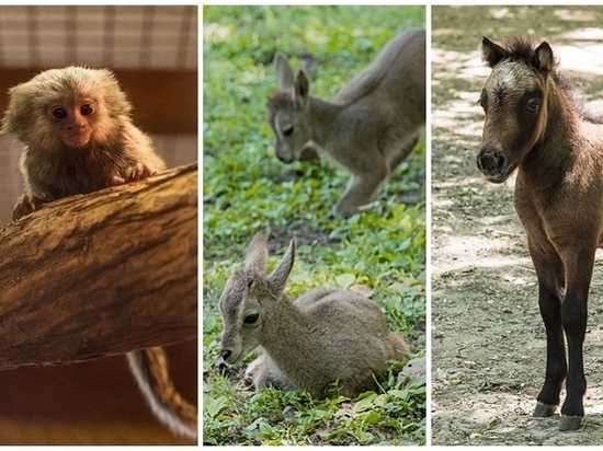 В ростовском зоопарке родилось сразу девять животных
