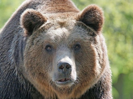 Новая встреча людей с медведем попала на видео в Ноябрьске