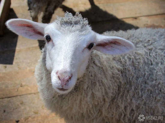 Более десятка овец ликвидировали в кузбасском селе из-за инфекции