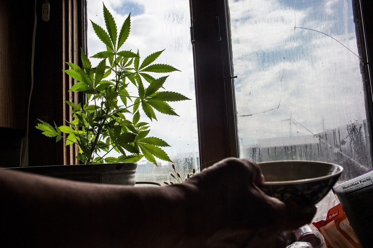 Выращивание на подоконнике марихуаны побелка наркотик