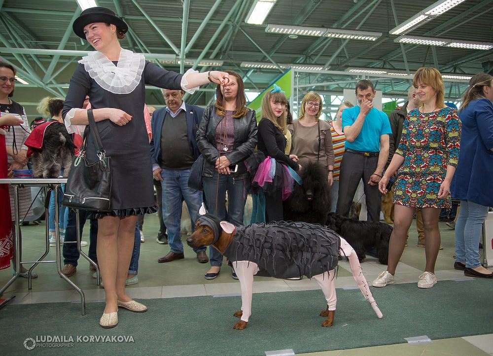 Ты на свете всех милее: в Петрозаводске прошло костюмированное «дефиле» для собак