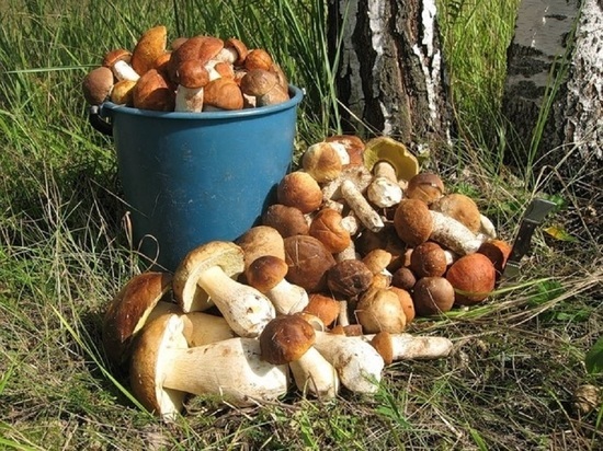 Продажа свежих грибов началась в Хабаровске