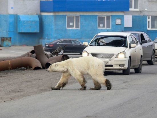 Эдгард Запашный беспокоится за судьбу норильского медведя