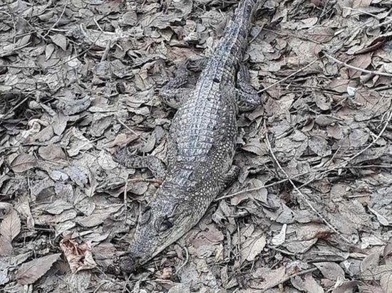 Стала известна судьба мертвого крокодила в лесопосадке Тоцкого района