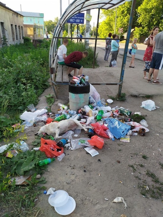 В Красном Бору в Смоленске на куче мусора обнаружили труп собаки