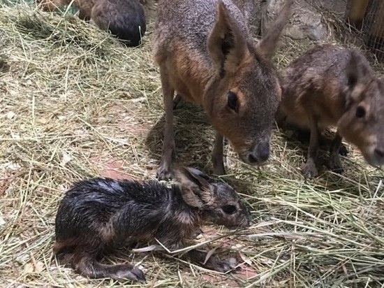 В краснодарском зоопарке родился патагонский заяц мара