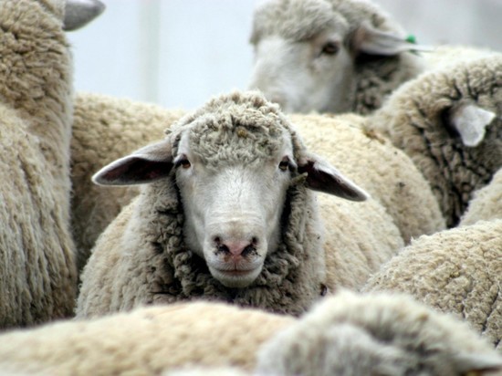 В одном из районов Калмыкии своровали овец на 350 тысяч