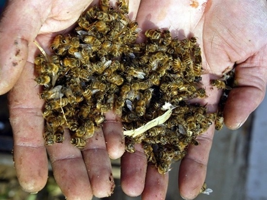 Кто виноват в массовой гибели пчел в регионах