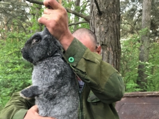 Кузбассовец украл из интерната кроликов с целью убить и съесть