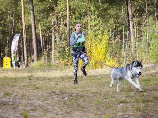 Ночная гонка с собаками пройдет в Сургутском районе
