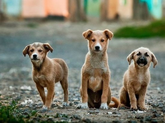 Жители Нового Уренгоя сообщили о нападении собак на людей