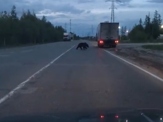 Медведь гуляет по проезжей части под Ноябрьском