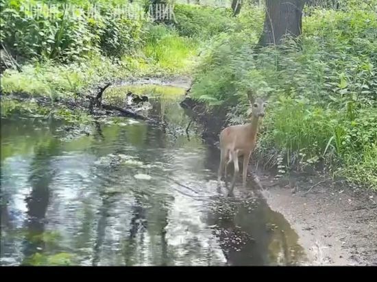 Воронежский заповедник опубликовал видео водопоя лесных зверей