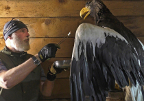 Орнитологи и ветеринары объединились, чтобы спасти редкую птицу из Красной книги — белоплечего орлана