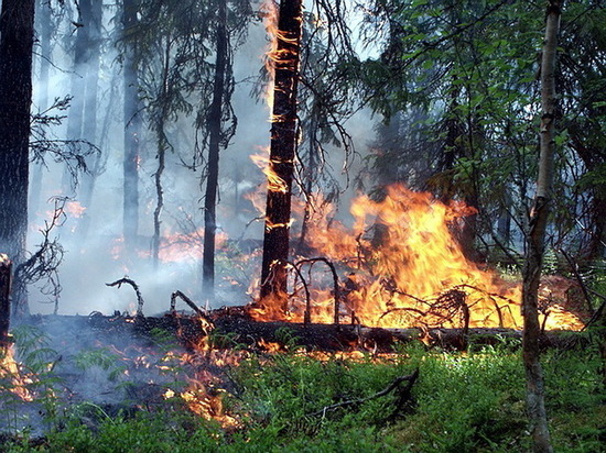 В Воронежской области объявлено штормовое предупреждение и V класс пожарной опасности