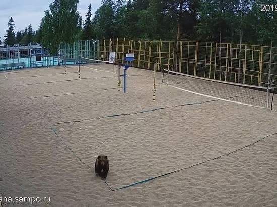 Бегающий по Петрозаводску медвежонок попал на камеру уличного видеонаблюдения