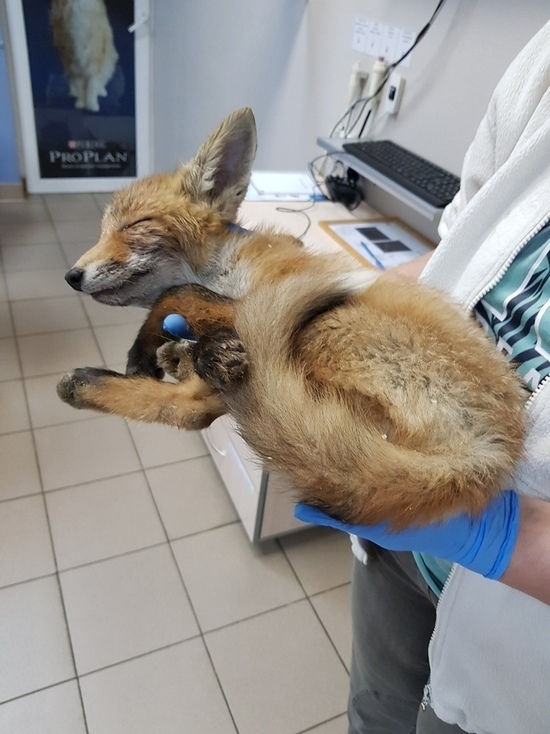 На Зеленоградской трассе калининградцы спасли умирающего лисёнка