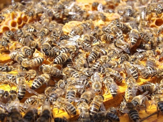 Под Казанью у пасечников массово гибнут пчелы