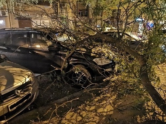 В Ростове-на-Дону ветка упала на машину