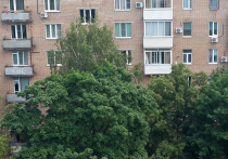 Новый тренд в московском общественном мнении: жители столицы просят коммунальщиков убрать старые деревья из-под окон пятиэтажек и им подобных зданий