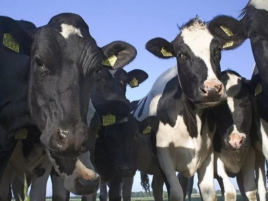 В июле в Ноябрьск привезут 15 коров из Вологодской области