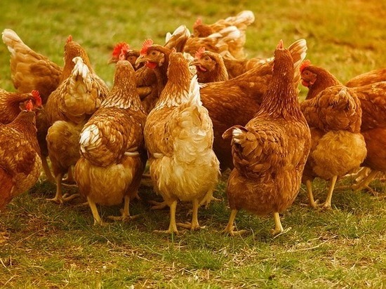 Брянская область планирует поставлять курятину в Японию