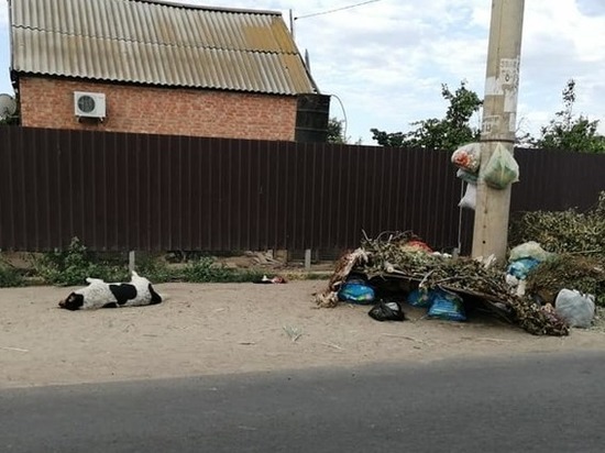 Астраханская улица завалена мусором и мертвыми собаками