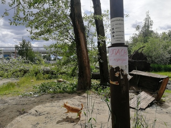 По всему Петрозаводску из-за сильного ветра падают деревья