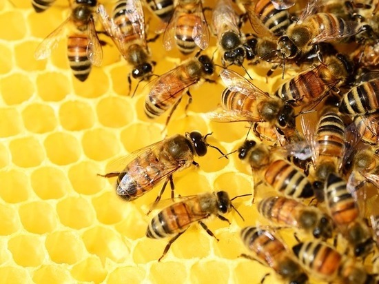 Не прошедших диспансеризацию пчел нашли в Тульской области