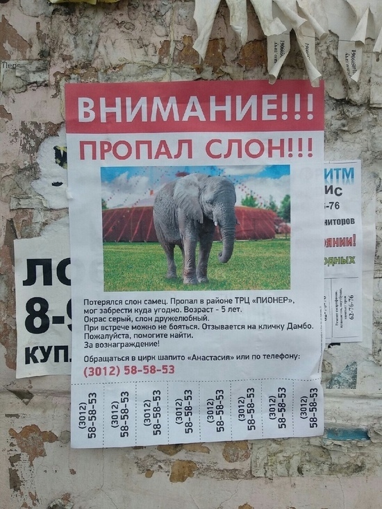 Фото дня: В Улан-Удэ пропал слон