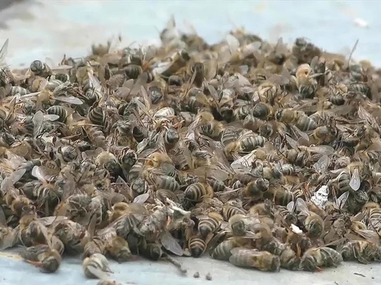 В Бурятии массово гибнут пчелы
