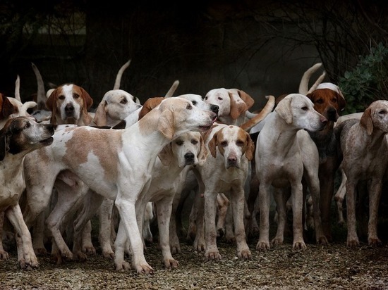 400 собак в Волгограде остались без воды в 40-градусную жару