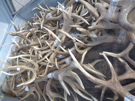 В Псковскую область не пустили более 100 рогов благородного оленя