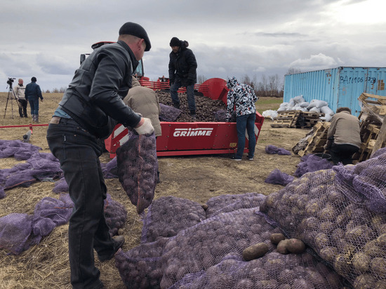 На Ямале растят новый морозостойкий сорт картофеля из Тюмени
