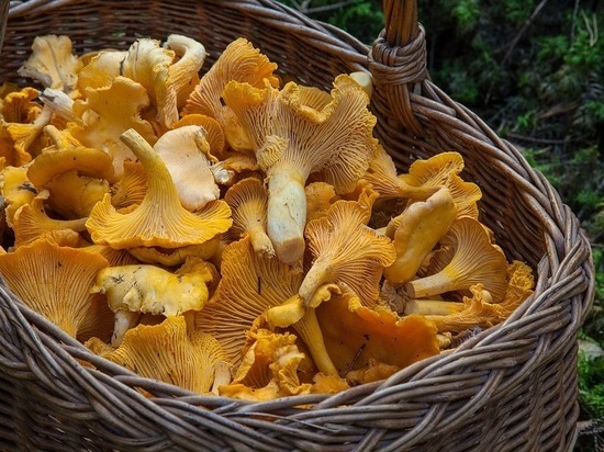 Самые полезные виды грибов назвали медики