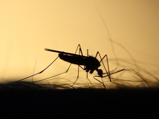 Полчища странных комаров атаковали Надым