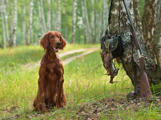 29 июня в Заволжье пройдет фестиваль охотников