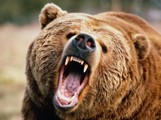Медведи стали наведываться в населенные пункты Хабаровского края